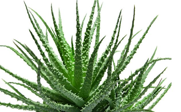 aloe vera to increase potency