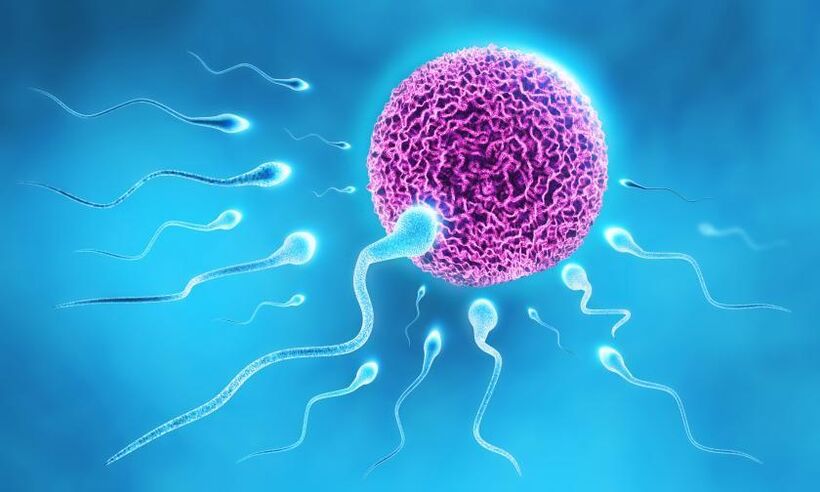 Sperm in the composition of lubricants in men