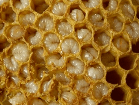 Beekeeping products