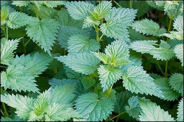 Nettle is a folk remedy that helps improve male physiological function